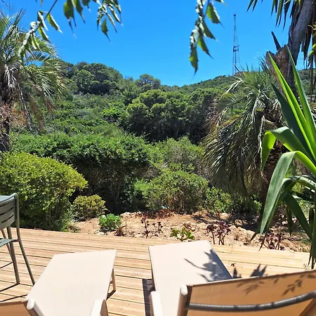 Les Bromélias Ile Du Levant *